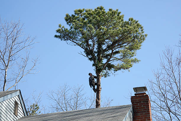 Best Leaf Removal  in Pembroke, NC